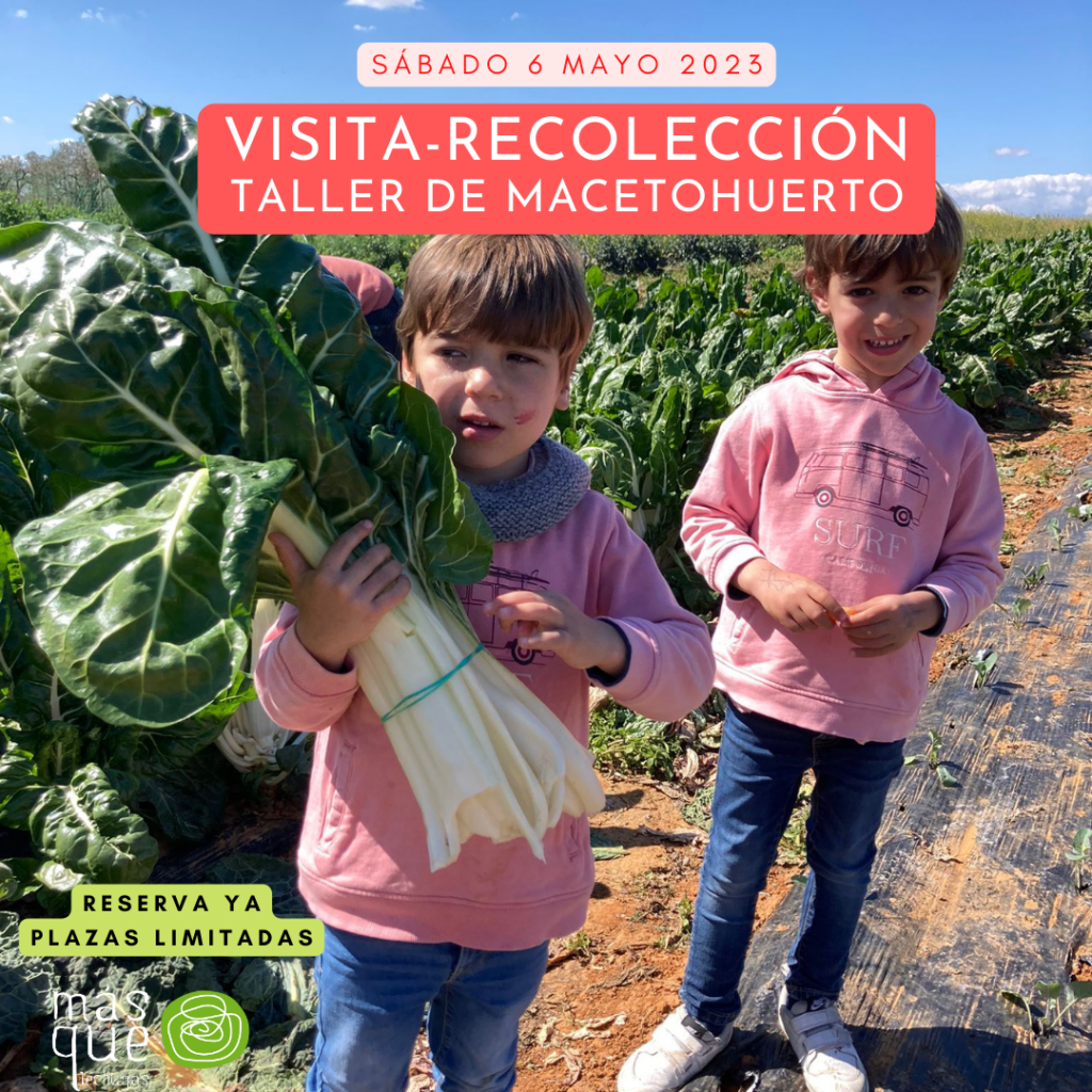 Cestas ecológicas de fruta y verdura